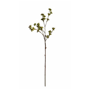Eucalyptus bes | 80 cm | groen