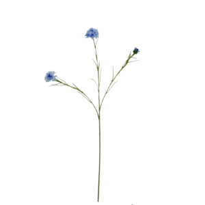 FlowerDutchess korenbloem lichtblauw