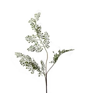 Adiantum Varen | 70 cm | groen