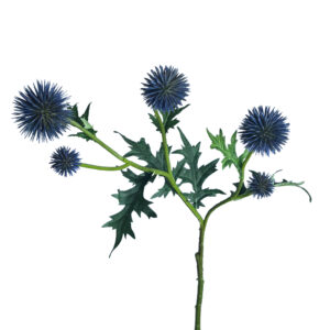 Distel | 70 cm | blauw