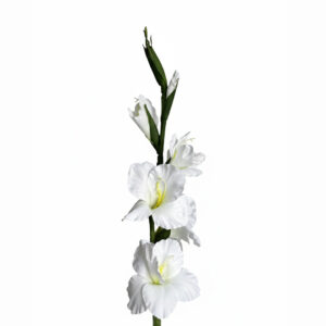 Gladiool | 97 cm | wit
