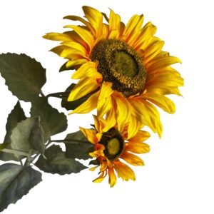 Zonnebloem | 89 cm | geel | 3 bloemkoppen