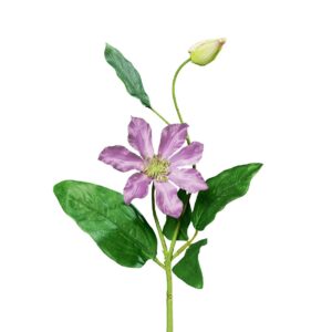 Clematis | 40 cm | lila