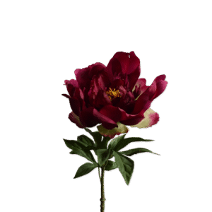 Pioenroos | 61 cm | roze rood
