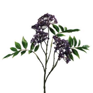 Tak met sering-achtige knopjes | Halskruid | 75 cm | paars
