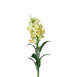 Vingerhoedskruid | 60 cm | geel