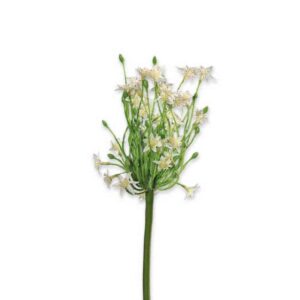 Agapanthus | 70 cm | creme