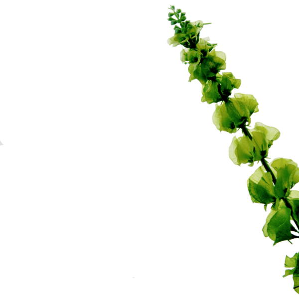 FlowerDutchess molucella groen detail