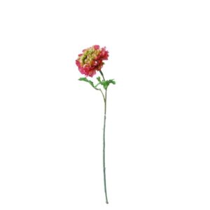 Zinnia | 55 cm | fuchisa roze groen