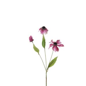 Rudbeckia | 48 cm | paars wit