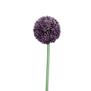 Allium | 65 cm | paars