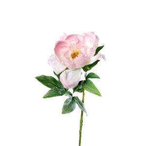 Pioenroos | 56 cm | wit roze