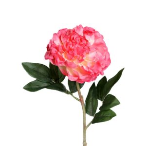 Pioenroos | 63 cm | koraalroze