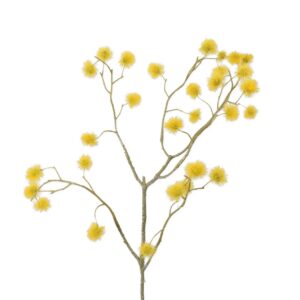 Mimosa tak | 67cm | geel