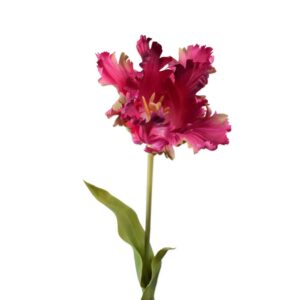 Parkiet tulp | 71 cm | paars roze