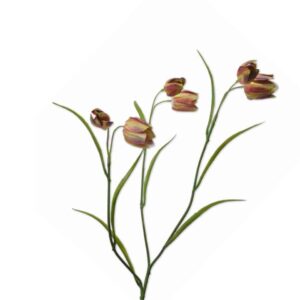 FlowerDutchess zijdenbloem Kievitsbloem 60 cm bruin groen