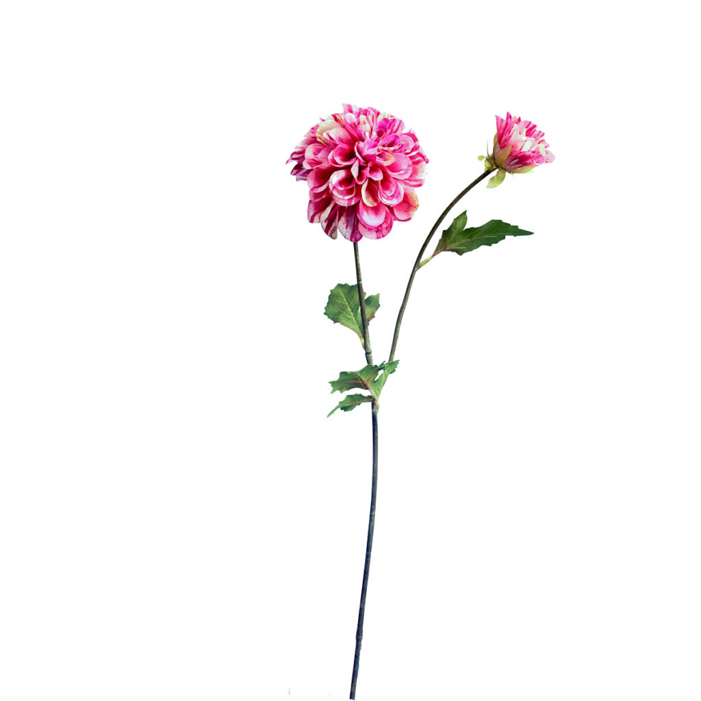FlowerDutchesss Dahlia 50cm hard roze wit 2