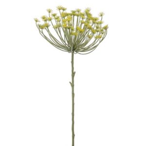 Wildwortel | Berenklauw | 85 cm | geel
