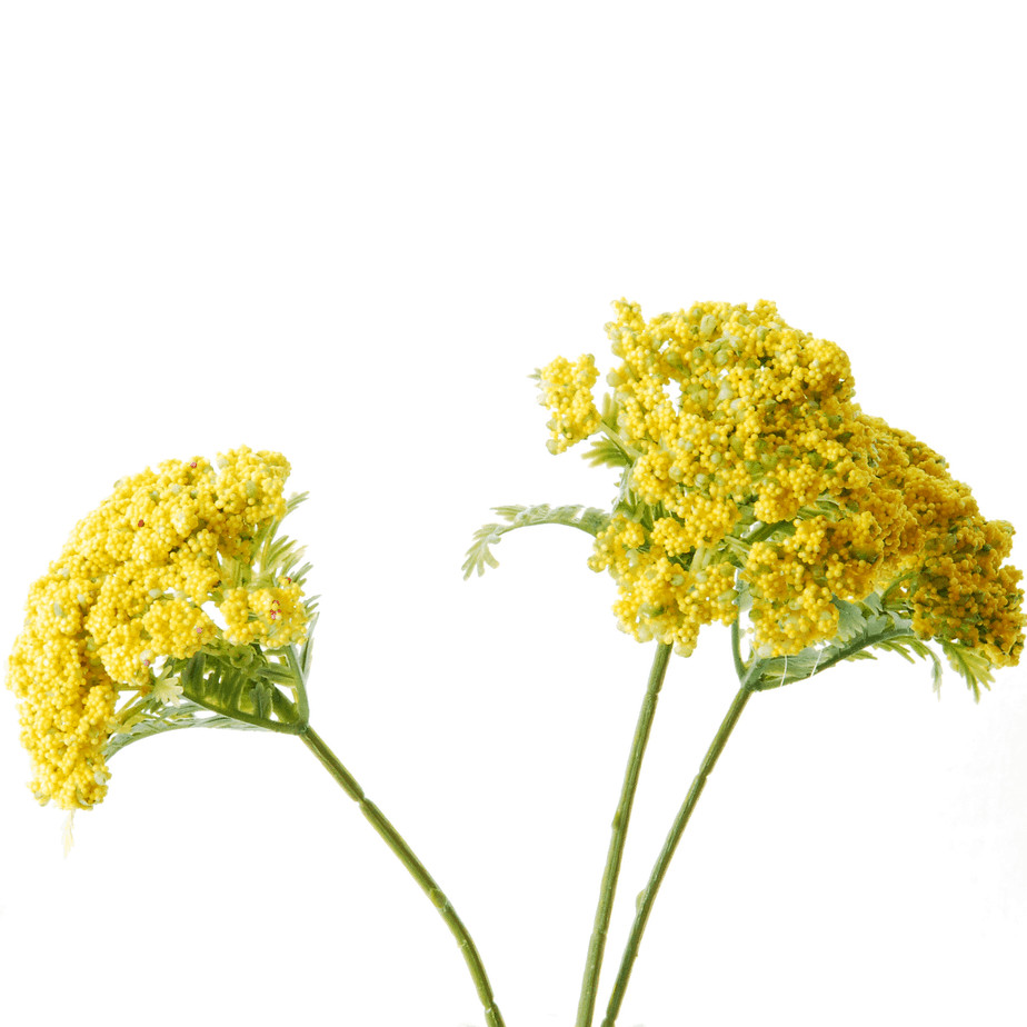 Flowerdutchess Antheumx3 27cm yellow 3
