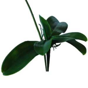 Blad van een orchidee | 34 cm | groen