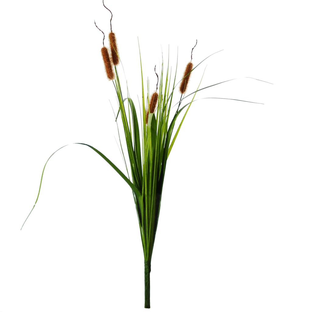Flowerdutchess cattail tall