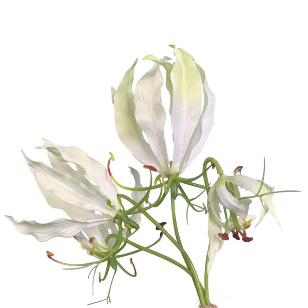 Flowerdutchess kleine witte gloriosa 3