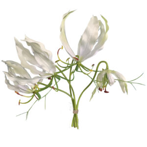 Gloriosa | 20 cm | wit | bosje van 4