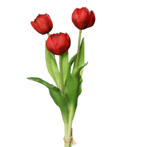 Pioentulpen | 39 cm | rood | bosje van 3