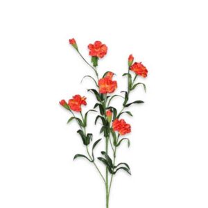 Anjer | Tak met Anjers | 70 cm | oranje