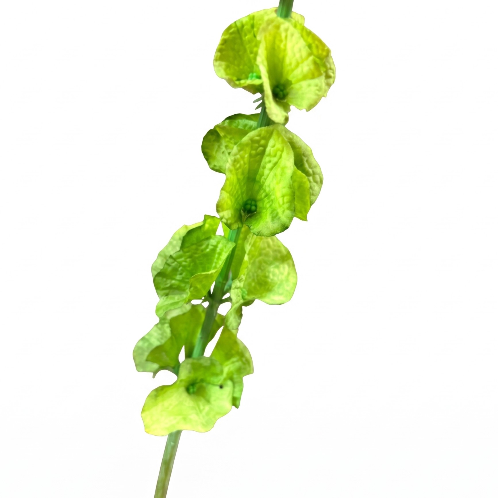 Close-up van de gedetailleerde groene kelken van de Moluccella laevis kunstbloem