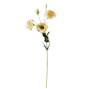 Lisianthus | 83 cm | wit roze
