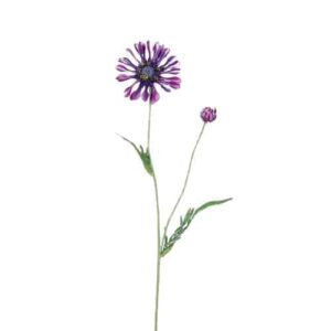 Margriet | 57 cm | paars