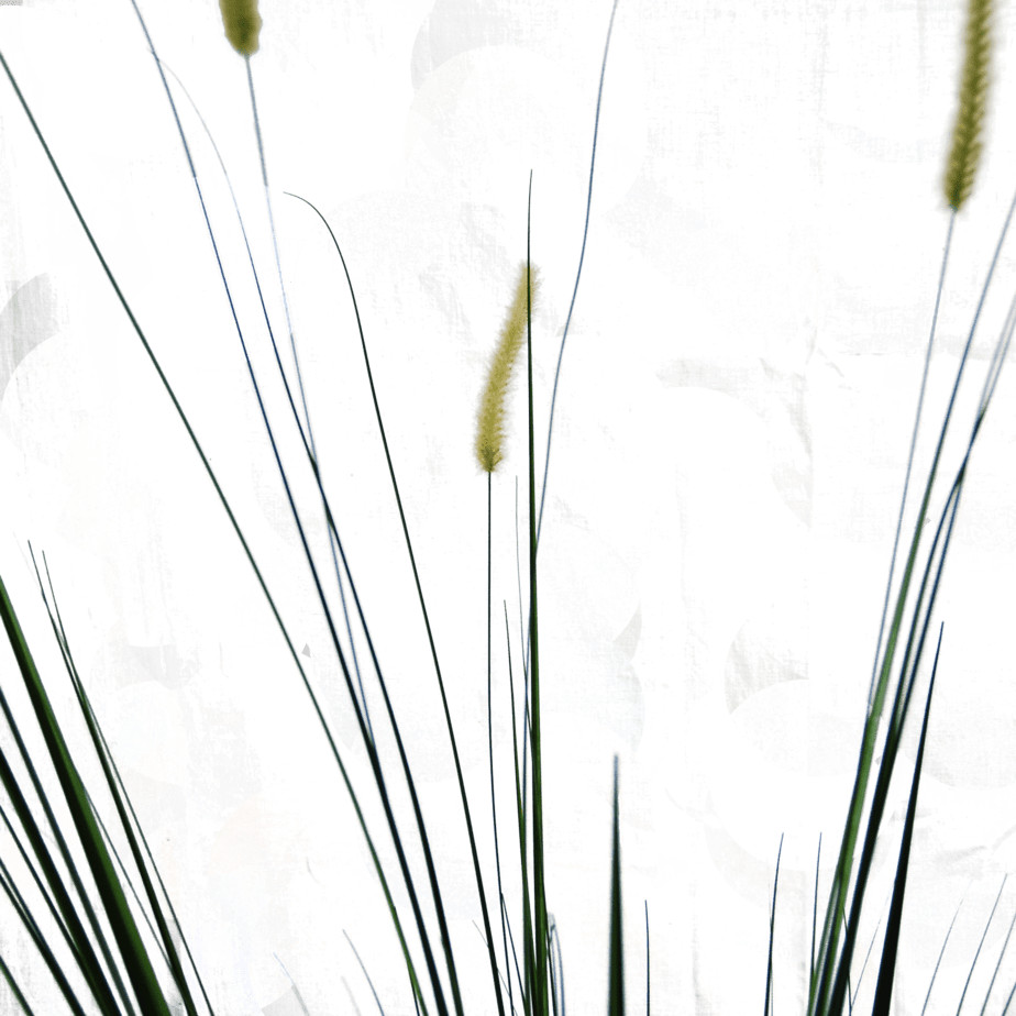 Palm grass detail 2