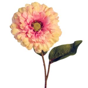 Zinnia | 57 cm | roze groen