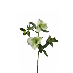 Helleborus tak | 58 cm | wit groen