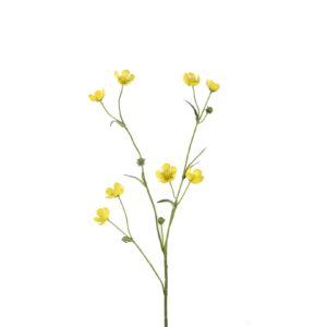 Boterbloem | 70 cm | geel