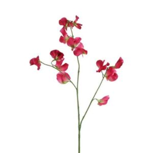 Lathyrus | 77 cm | fuchsia roze