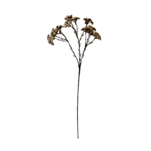 Duizendblad | 70 cm | creme