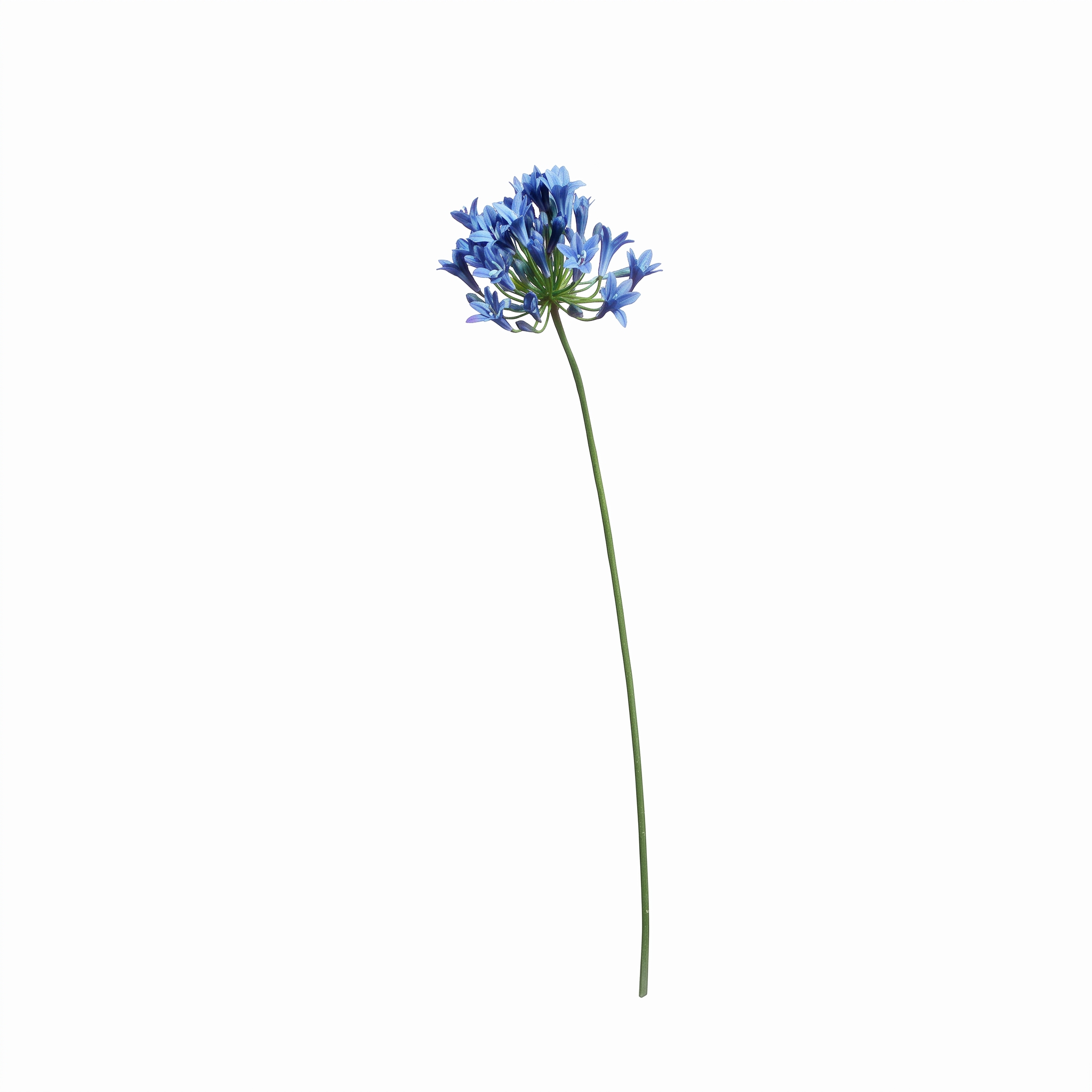 Detailopname van een realistische paarsblauwe kunstagapanthus-bloemtak op een 75 cm lange groene steel tegen een witte achtergrond.