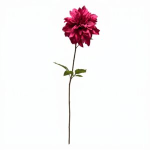 Volledige weergave van een bordeauxrode kunstmatige Dahlia tak op een witte achtergrond.