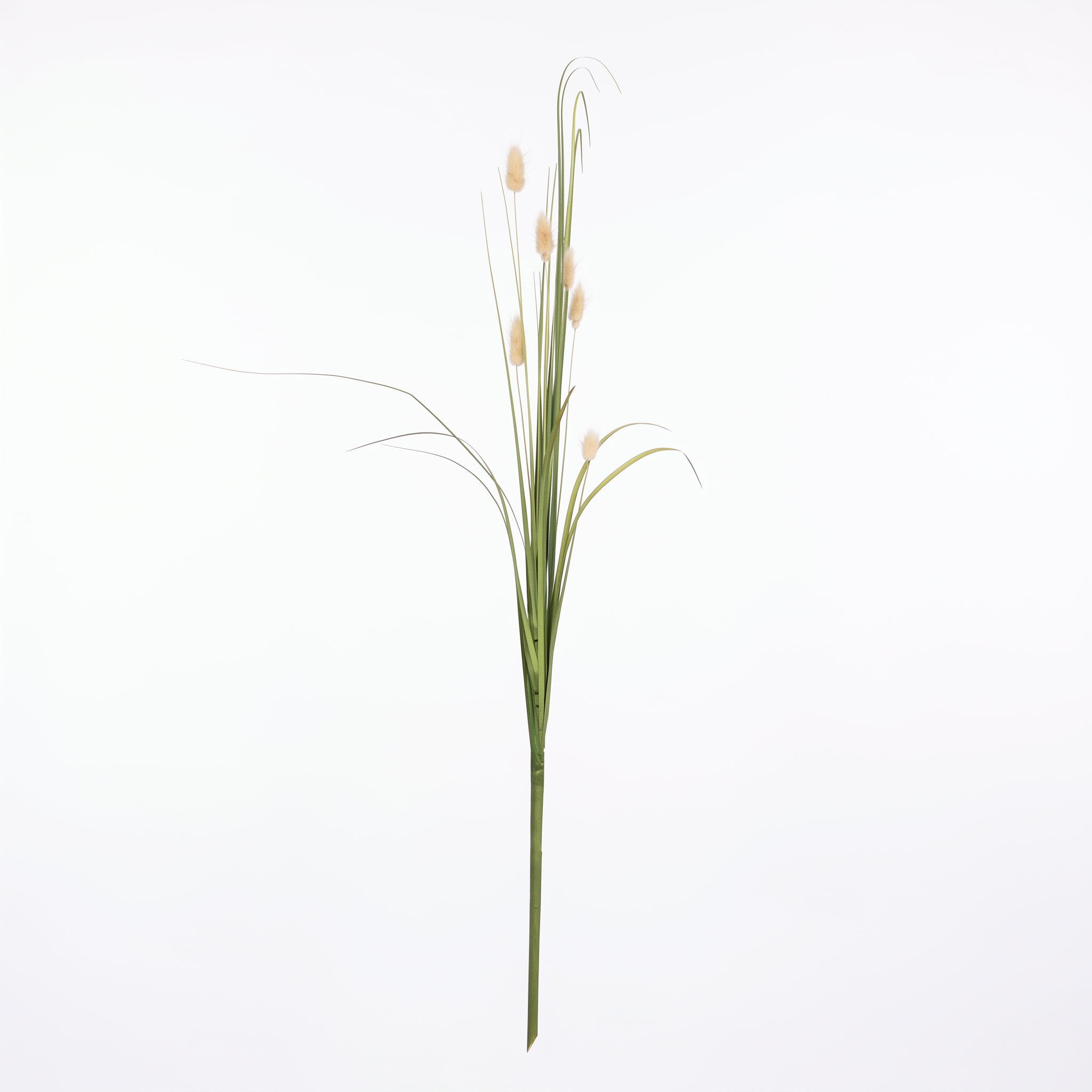 Volledige kunst hazenstaartgras tak met slanke groene sprieten en zachte crèmekleurige pluimen