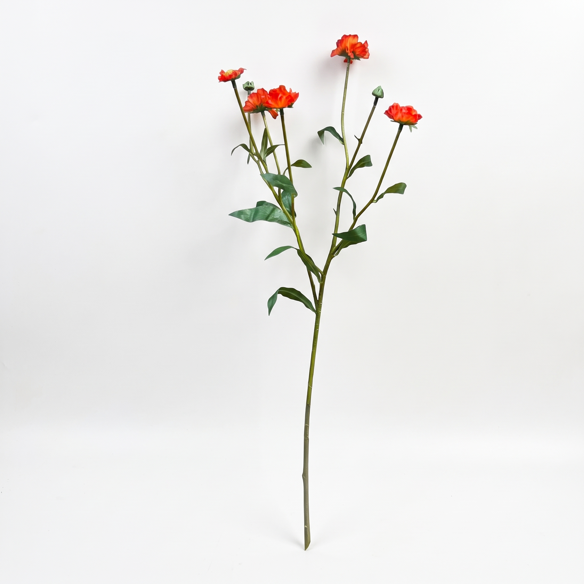 Volledige oranje kunsttak nagelkruid met meerdere bloemen en groene stelen op witte achtergrond
