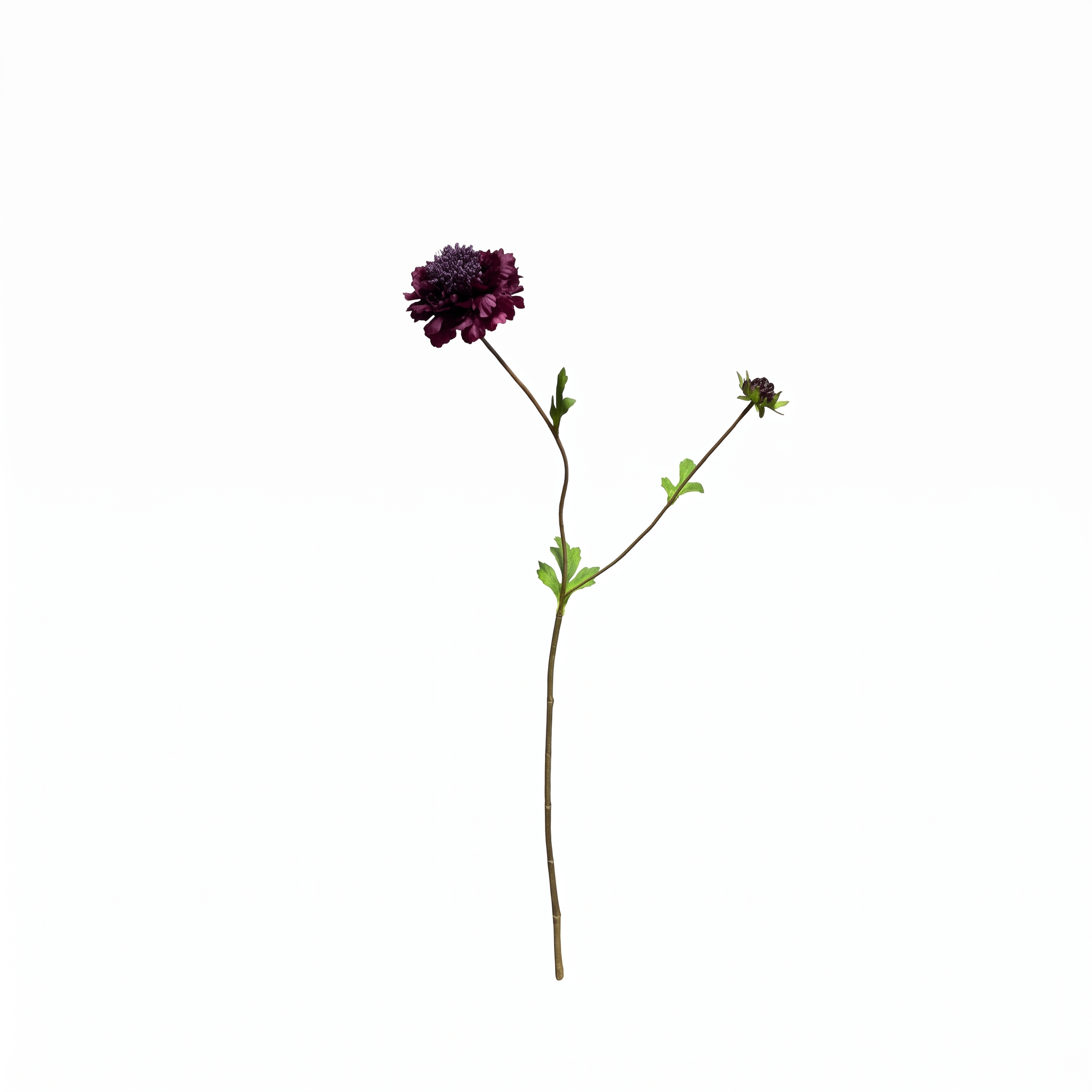 Volledig overzicht van een 68 centimeter lange kunsttak van een donkerpaarse scabiosa (druifkruid) op een witte achtergrond.