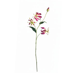 Gloriosa | 86 cm | roze geel