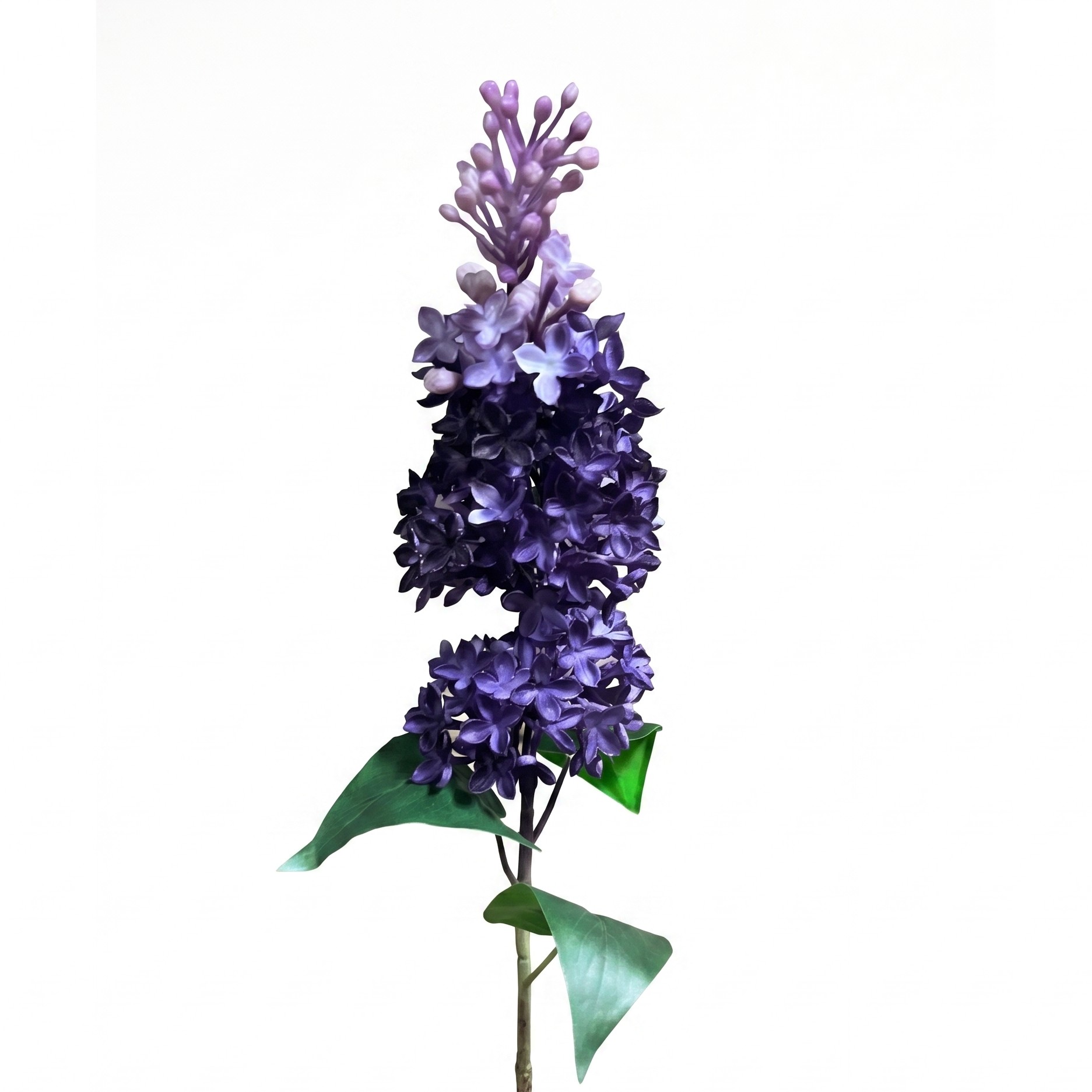 Een macro opname van de individuele bloemen en knoppen van een kunstmatige paarse sering bloem op een witte achtergrond.