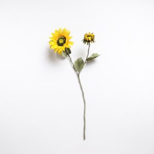 Realistische gele kunst zonnebloem van 69 cm met één grote bloeiende kop, één kleinere bloemknop en groene bladeren, liggend op een helderwitte achtergrond.
