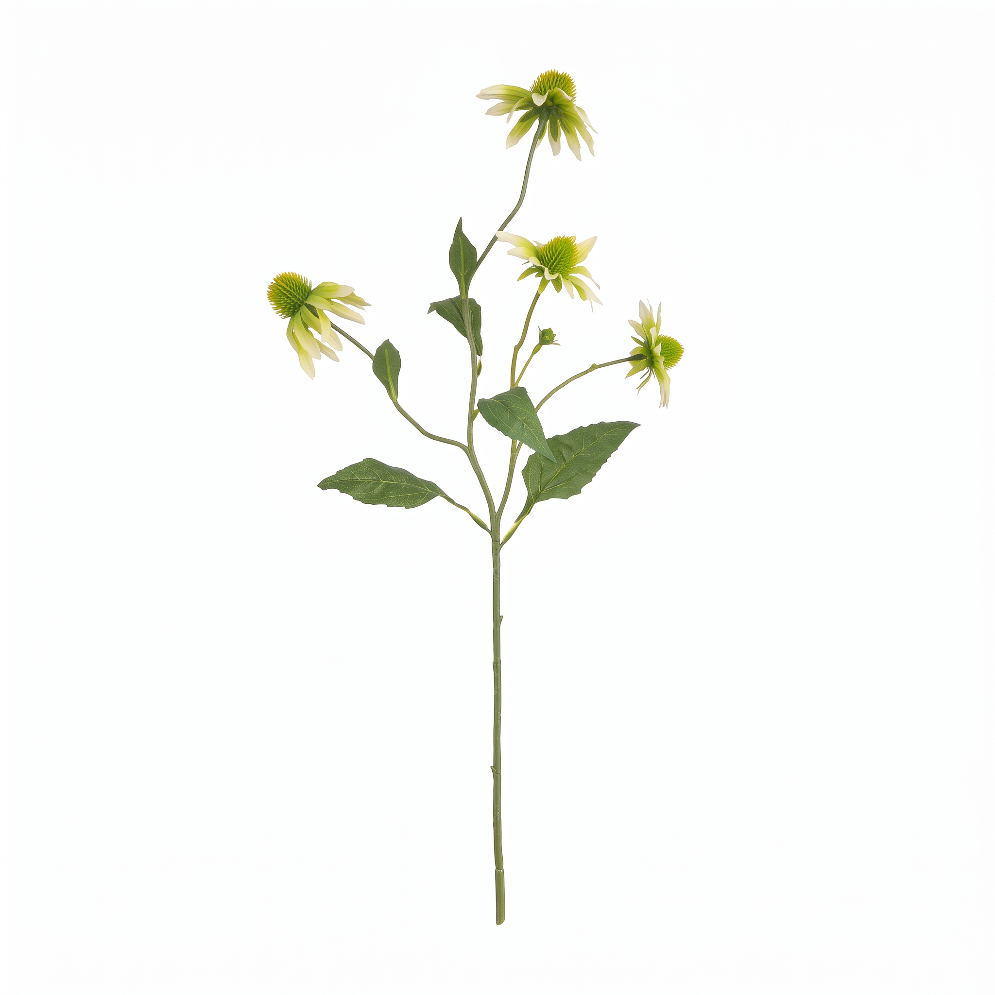 Een kunsttak (witte Zonnehoed) met meerdere crèmewitte bloemen, een bloemknop en groene bladeren. Studiofoto op een witte achtergrond.