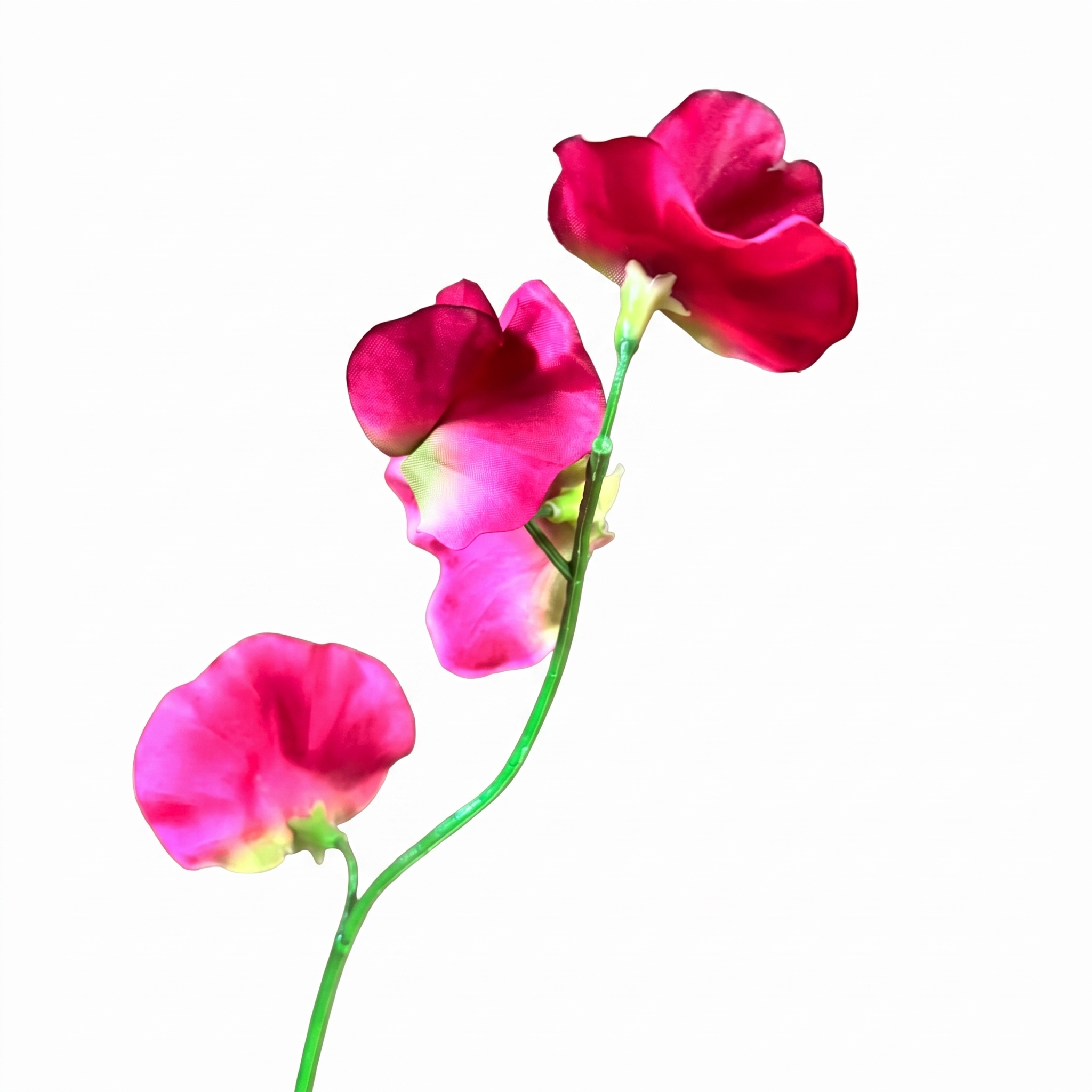 lose-up detail van de fuchsia roze bloemblaadjes van de Lathyrus kunstbloem.