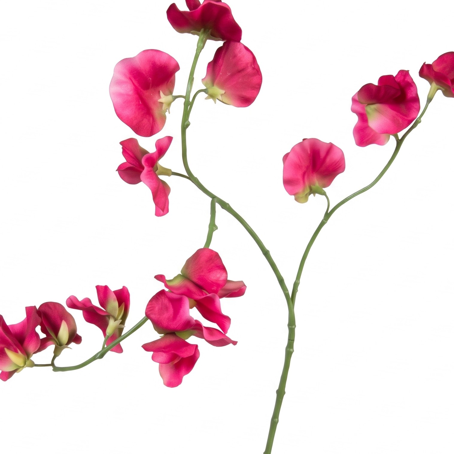Close-up detail van de fuchsia roze bloemblaadjes van de Lathyrus kunstbloem.