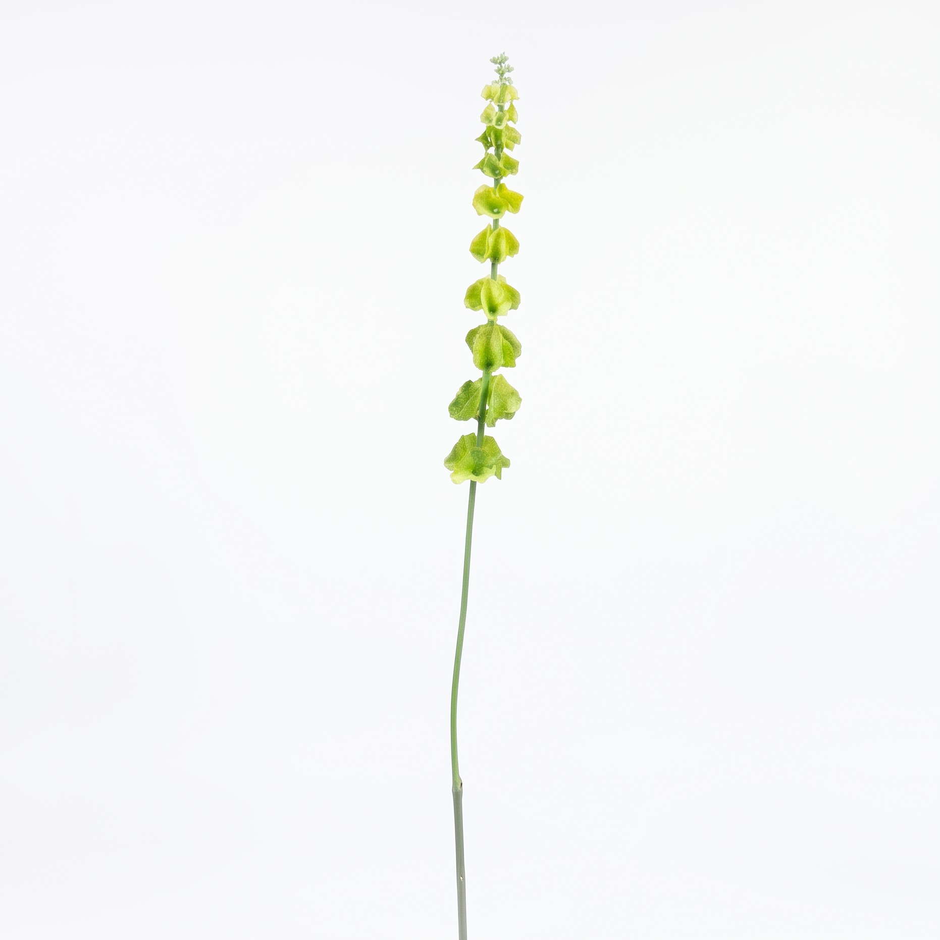Groene Moluccella laevis kunstbloem van 77 cm vrijstaand op een witte achtergrond
